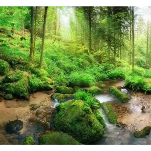Trygg betalning FOTOTAPET Humid Forest 100x70 - Inredning & dekor