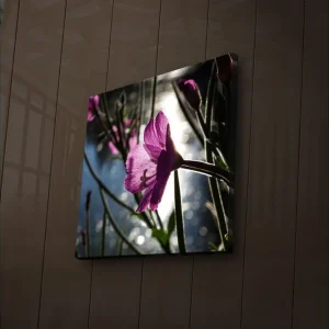 Outlet Canvastavla med LED-belysning 28x28 cm - Vacker rosa blomma i motljus Rosa / Grön / Blå - Inredning