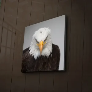 Outlet Canvastavla med LED-belysning 40x40 cm - Ståtlig havsörn med intensiv blick Vit / Brun / Orange - Inredning