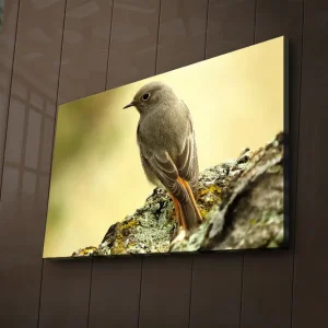 Begränsat erbjudande Canvastavla med LED-belysning 45x70 cm - Fågel som sitter på en sten med en mjuk bakgrund Grå / Orange / Beige - Inredning