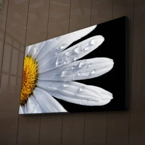 Canvastavla med LED-belysning 45x70 cm - Närbild av en prästkrage med droppar av vatten på bladen Vit / Gul - Inredning Fynd