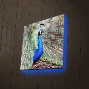 Canvastavla med LED-belysning 40x40 cm - Praktfull påfågel med utbrett stjärtfjäderdräkt Blå / Grön / Brun - Inredning Beställ idag