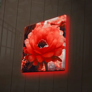 Endast denna vecka Canvastavla med LED-belysning 40x40 cm - Storslagen röd kaktusblomma i full blomning Röd / Grå - Inredning