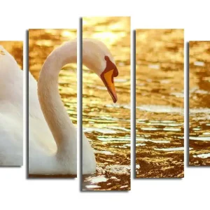 Billigare Stor Canvastavla i 5 delar 105x70 cm - Elegant svan vid vattenytan Vit / Guld / Orange - Inredning