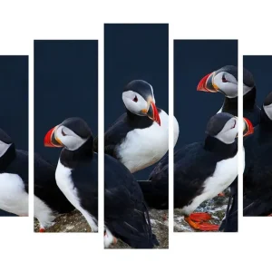 Stor Canvastavla i 5 delar 105x70 cm - Grupp av lunnefåglar på klippkant Svart / Vitt / Orange - Inredning Sänkt pris