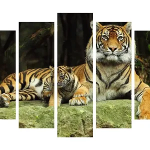 Populär Stor Canvastavla i 5 delar 105x70 cm - Stolt tiger med unge som vilar på en sten Orange / Svart / Beige - Inredning
